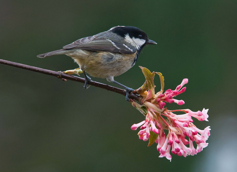 coal tit