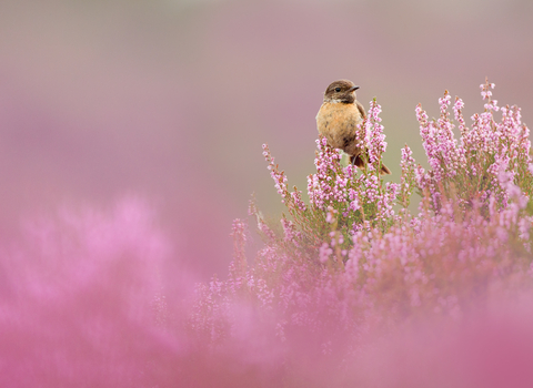 Stonechat wildlife trust