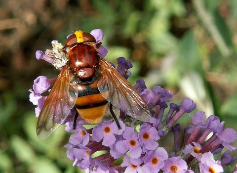 Hornet mimic hoverfly perched on purple flowers