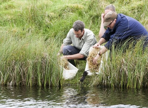 Water vole release - John Millard