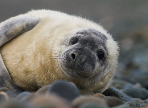 seal pup