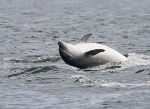 dolphin Wildlife Trust