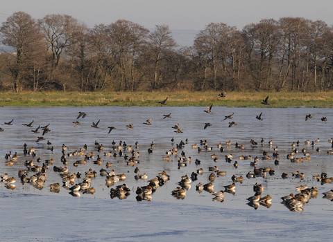 Winter wildfowl
