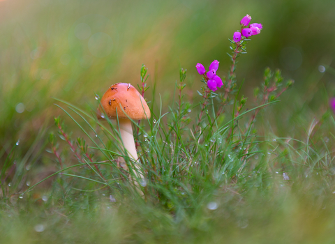 autumn wildlife trust