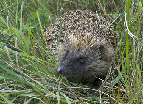 hedgehog wildlife trust