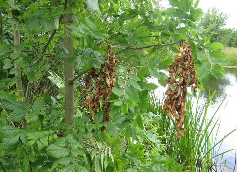 Ash dieback