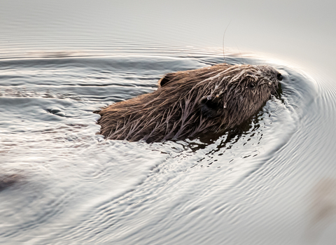 Beaver at Loch of the Lowes, Scottish Wildlife Trust (c) Ron Walsh