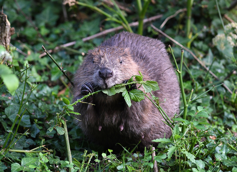 Beaver image (C) David Parkyn