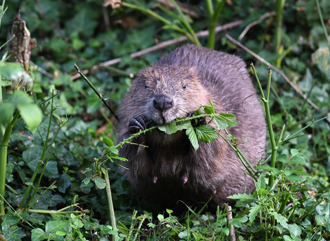 beaver wildlife trust