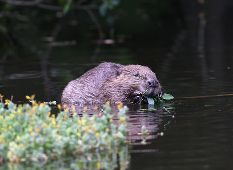 Beaver | The Wildlife Trusts