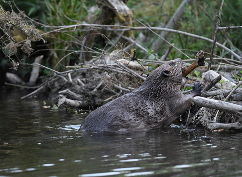 A beaver adding to her dam in Cornwall (C) David Parkyn