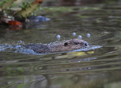 Beaver swimming