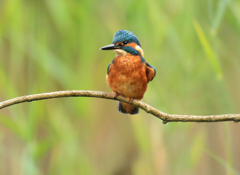 Kingfisher