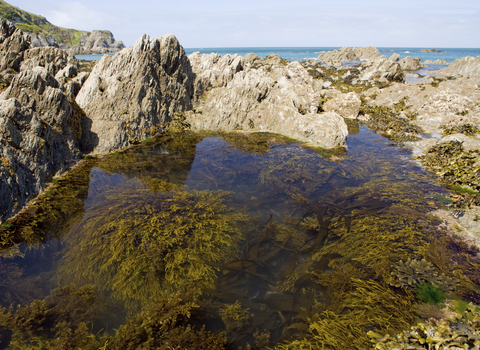 Rockpool