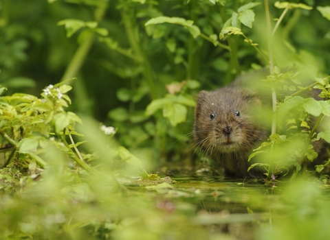 water vole 