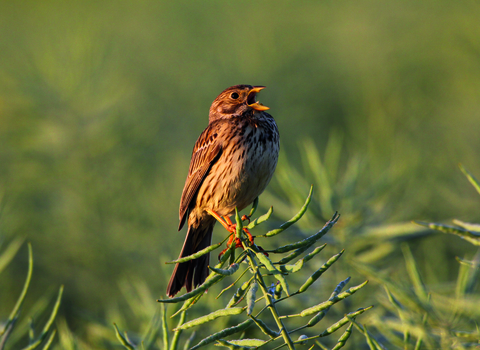 Corn bunting singing at Vine House Farm
