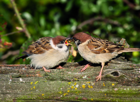 Tree sparrow feeding young at Vine House Farm