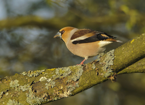 Hawfinch