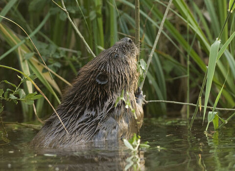 Beaver reaching to eat willow at Ham Fen
