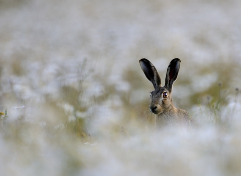 hare