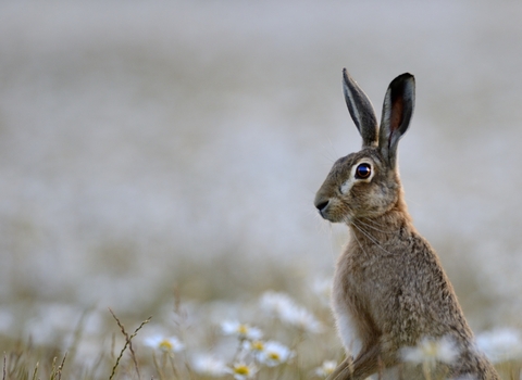 hare