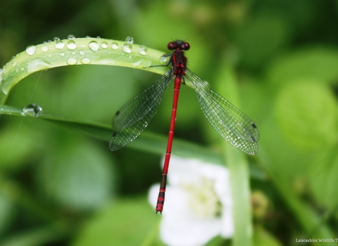 red damselfly