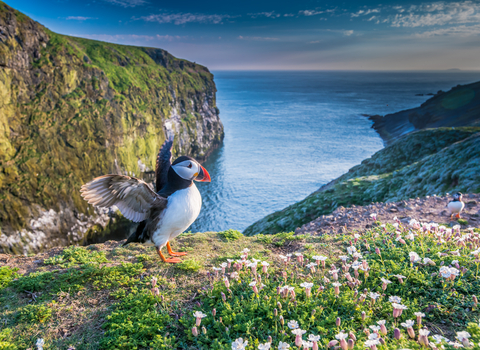 Puffin on Skomer Island, managed by WTSWW