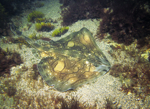 Undulate ray