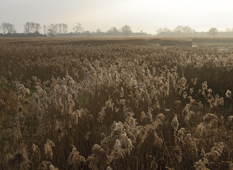 Woodwalton Fen, Great Fen