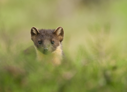 Pine marten