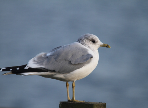 Common gull