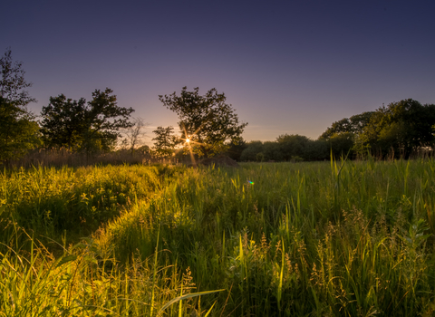 Askham Bog