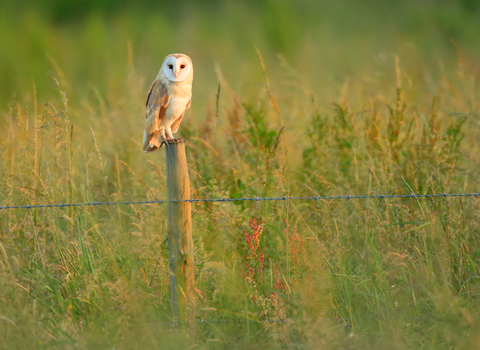 barn owl sat on a fence post