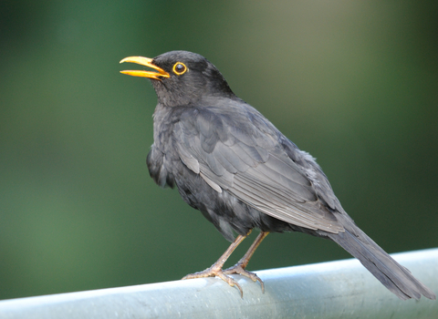 Singing blackbird