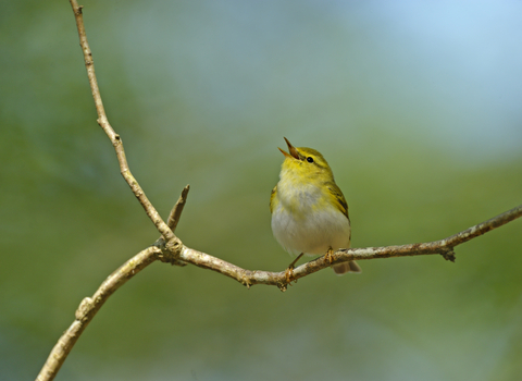Singing wood warbler