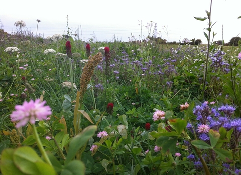 Wildflowers at Lower Smite Farm