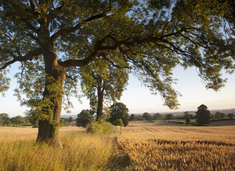 Trees next to farm fields in summer