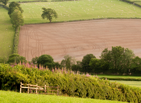 A patchwork of fields