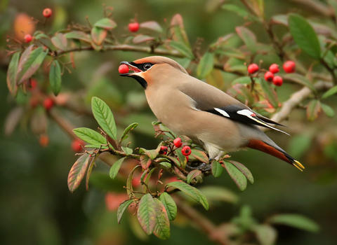 Waxwing