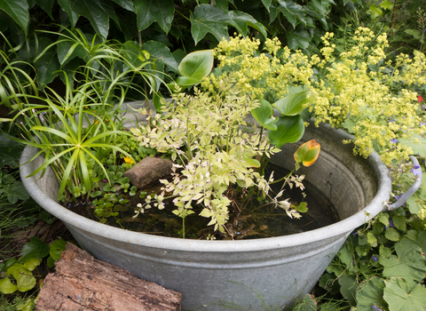 container pond