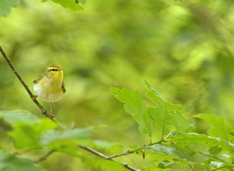 wood warbler