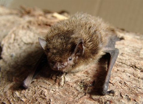 Pipistrelle Bat