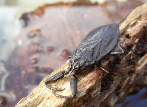 Water scorpion wildlife trust