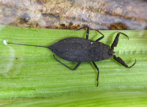 Water scorpion wildlife trust