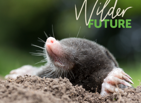 mole coming out of hole