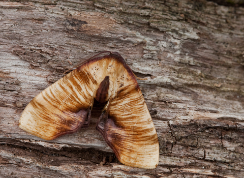 Scorched wing moth