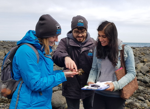 Volunteers taking part in Shoresearch