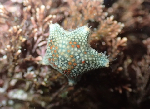 Asterina phylactica