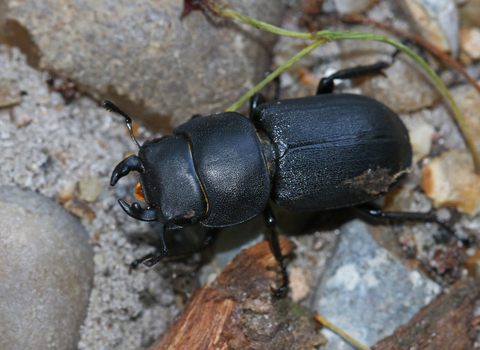 Lesser stag beetle