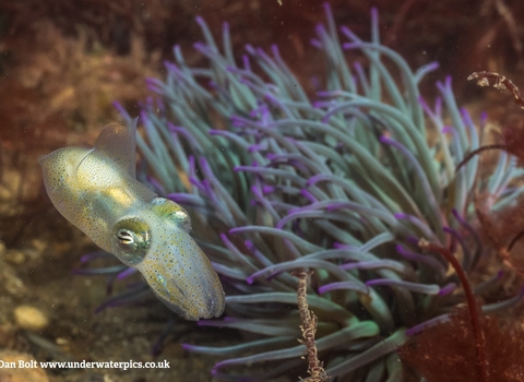 Little cuttlefish. Scientific name: Sepiola atlantica
